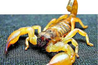 O pesquisador Yong-hua Ji relaciona veneno de escorpião a analgésicos