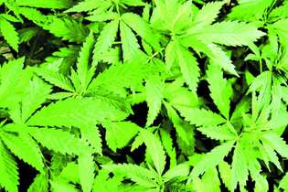 Efeitos. Pesquisadores bloquearam efeitos da Cannabis, como amnésia, preservando benefícios medicinais