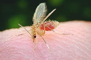 Mosquito-palha é o transmissor da leishmaniose