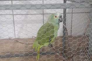 Papagaio foi encaminhado ao Parque Zoobotânico de Teresina