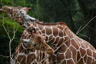 Girafas dividem carinhos no zoológico de Munique