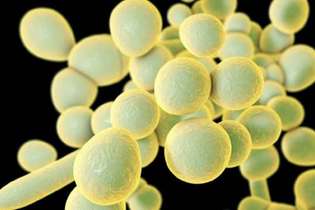 Fungo Candida auris se tornou resistente com o aquecimento global