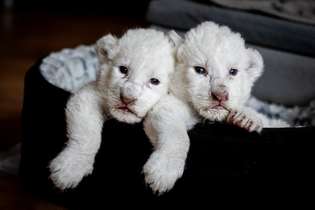 Simba e Nala são raros filhotes de leão branco