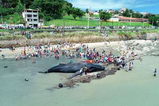 Dezenas de pessoas tentaram ajudar a desencalhar a baleia