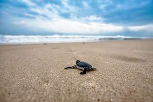 Em Sergipe, o Projeto Tamar deixou de lançar 800 tartarugas no oceano