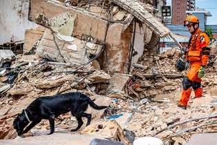 Bombeiros do Ceará usam cachorros nas buscas por vítimas de desabamento de prédio em Fortaleza