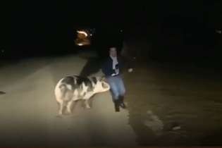 O repórter Lazo Mantikos estava fugindo de um porco quando apareceu ao vivo em um programa