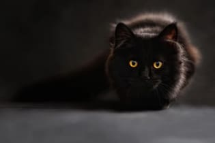 Nas sextas 13, gatos pretos podem sofrer maus tratos