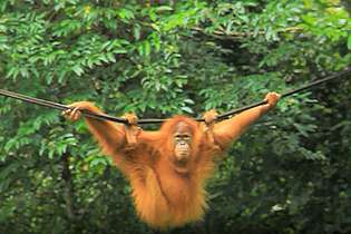 Filhote de orangotango traficado em mala voltará à natureza na Indonésia