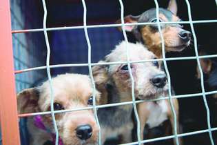 O projeto de lei amenta a pena para quem abusa, fere ou mutila cães e gatos