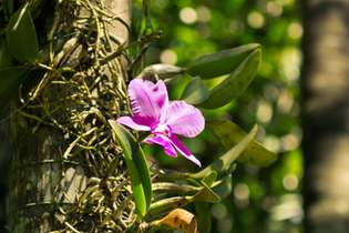 A série "Diálogos" foi uma das ações do Inhotim na Semana do Meio Ambiente e aborda o universo das orquídeas