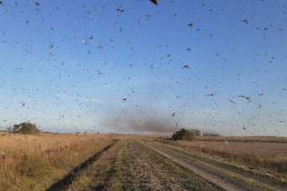 Nos últimos dias, milhões de gafanhotos invadiram cidades e fazendas de parte da Argentina, formando verdadeiras nuvens de insetos