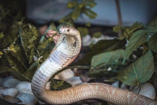 A cobra naja que picou um estudante em Brasília agora está no zoológico