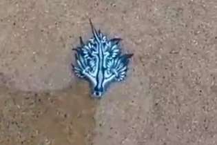 Molusco dragão azul é visto na Bahia