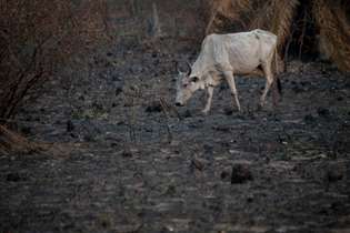 Imagens revelam o impacto das queimadas no Pantanal