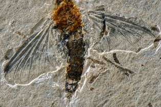 Fóssil raro de inseto voador é encontrado na Bacia do Araripe, no Ceará