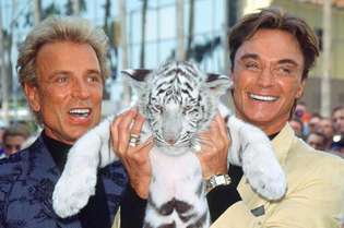 Siegfried & Roy se tornaram nomes conhecidos com seus shows esgotados e mais de 5 mil performances com tigres brancos