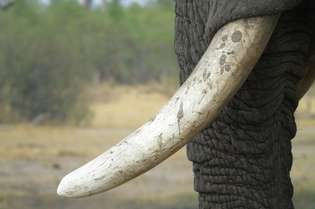 Marfim de elefante