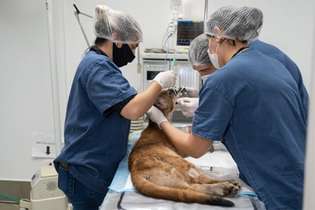 A ideia agora é levar o tratamento com células-tronco para outros animais