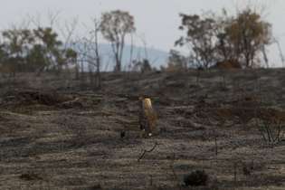 Balão causa incêndio florestal que devasta parque estadual Juquery, em São Paulo