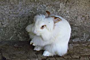 Na foto, um coelho angorá: "Tenho o prazer de anunciar" a retirada "da lã de angorá de todas as coleções do grupo," no interesse de "proteger a natureza", disse o estilista Giorgio Armani