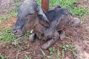 Animais em situação de extremos maus tratos são encontrados em Cunha-SP