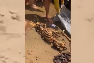 Esqueleto encontrado por banhistas e por bombeiros em Manaus