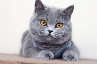 O british shorthair é um felino de natureza tranquila