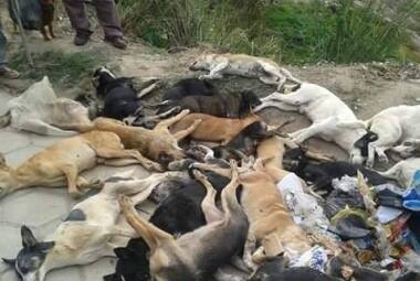 Mais de 50 cachorros foram encontrados mortos nas ruas de Caraí, causando indignação nos moradores