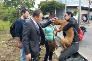 Deputado e protetores de animais desceram de rapel para resgatar o cãozinho