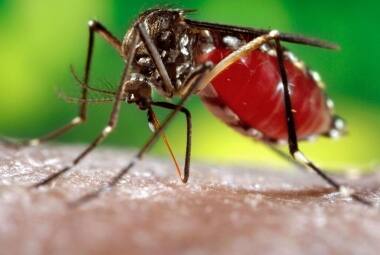 Número de infectados pela dengue em Minas Gerais chega a 94.400