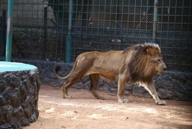 Leão do zoológico do Parque do Sabiá é encontrado morto em Uberlândia