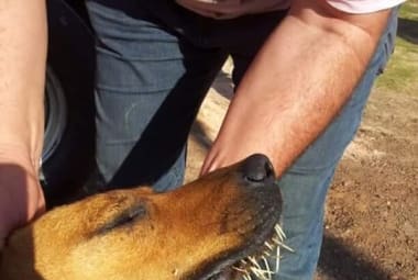 Cachorro ataca porco espinho e acaba ferido por ele 