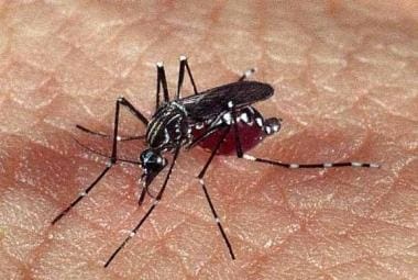 Teste rápido para dengue e chikungunya passa a ser oferecido pelo SUS



