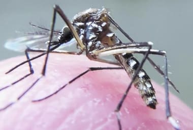 Secretaria de Saúde de Perdões investiga cinco casos de Zika vírus 