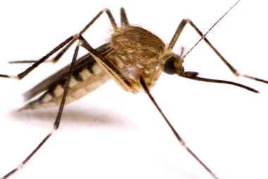 O mosquito Aedes aegypti tem origem africana