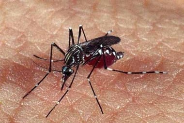 Mosquito transmissor da chikungunya é o mesmo que transmite o vírus da dengue