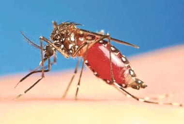 Em 2015 são 33 casos de dengue e nenhum óbito