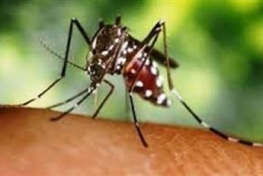 Minas registra a primeira morte por febre Chikungunya no Estado