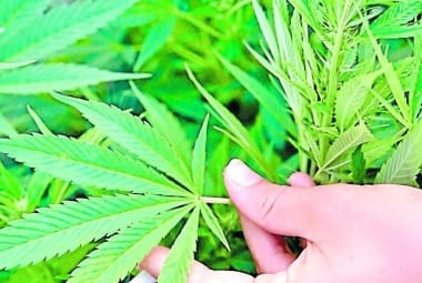 Áustria, Reino Unido, República Checa, Itália, Eslovênia, entre outros países europeus legalizaram produtos à base de cannabis