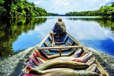 Colaboração. Pescador do lago do Macaco, na Amazônia, respeita cotas de pesca para preservar um dos maiores peixes de água doce do mundo
