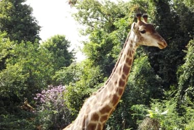 Ana Raio morreu aos 12 anos; na natureza, vida de uma girafa é entre 15 a 20 anos