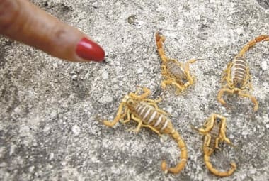 Escorpião amarelo é o tipo mais comum no Estado