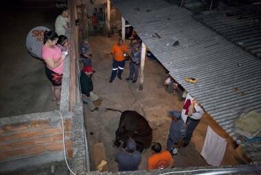 Animal atingiu o telhado de uma casa, depois de cair de um barranco no interior de São Paulo