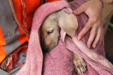 Parte dos animais resgatados após a tragédia em Mariana está sendo levada para um galpão adaptado